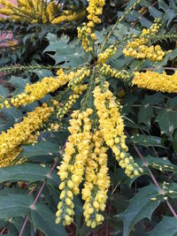 Close-up of yellow flowers on tree