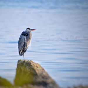 Bird perching on rock