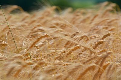 Close-up of wheat field