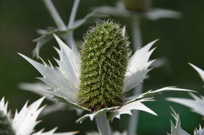 Close-up of plant