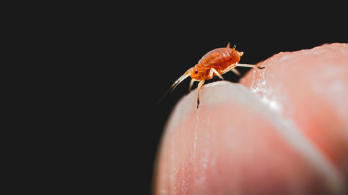 Close-up of insect on hand