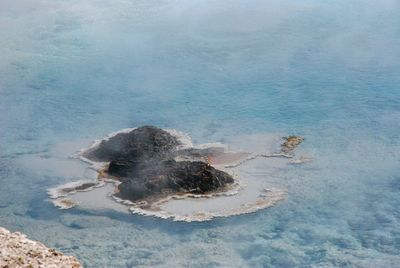 A small island in a lake in yellowstone national park, usa.