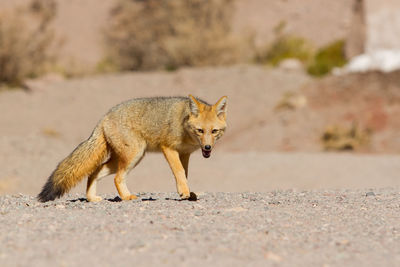 Fox on field