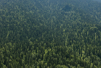 Pine trees in forest