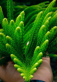 Close-up of hand holding plant