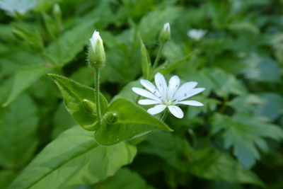 Close-up of white flowering plant