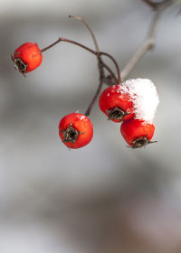 Close-up of red cherries