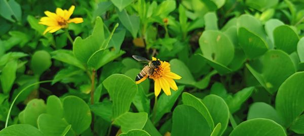 Close-up of butterfly on yellow flower