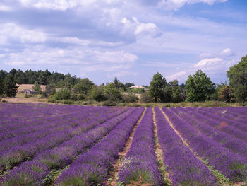 Scenic view of agricultural field against sky