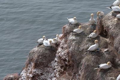 High angle view of seagulls perching on rock in sea