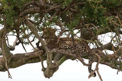 Cat relaxing in a tree