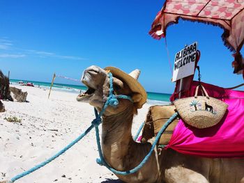 Close-up of horse on beach against sky