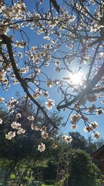 Low angle view of flowers blooming on tree