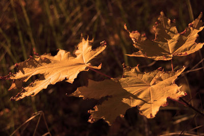 Close-up of maple leaves
