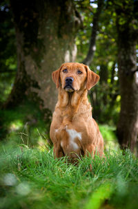 Portrait of dog sitting on grass in forest