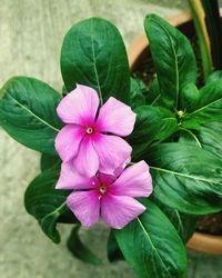 Close-up of pink flowers