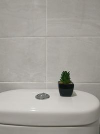 Potted plant on white wall