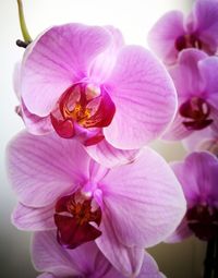 Close-up of bee on pink flowers