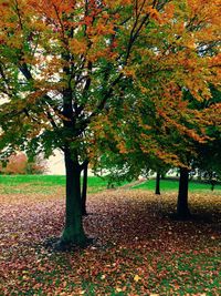 Autumn leaves on field