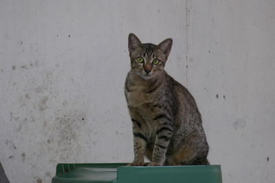 Portrait of tabby cat against wall