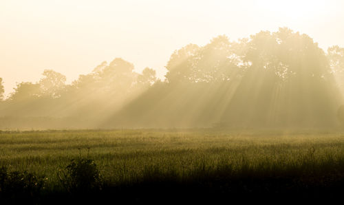 Scenic view of field against sky