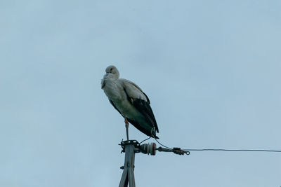 Low angle view of bird perching on pole against clear sky