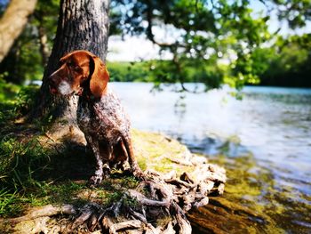 Dog standing on tree trunk