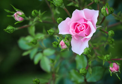 Close-up of pink rose