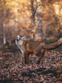 Portrait of a red fox in the wilderness forest at sunset
