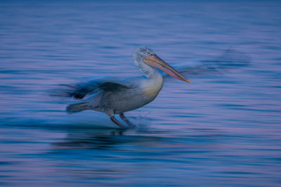 Close-up of pelican swimming in lake