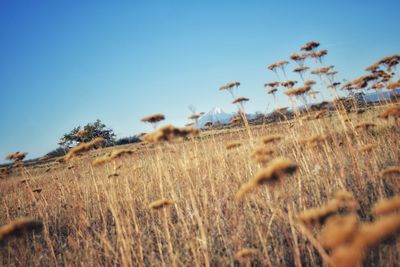 Close-up of grass on field against clear sky