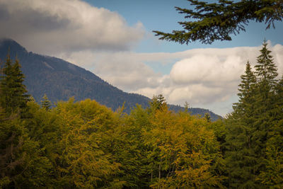 Scenic view of pine trees and mountains against sky