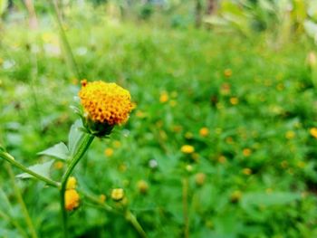 Close-up of yellow flowering plant on field