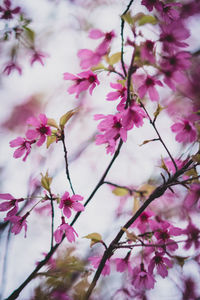 Low angle view of cherry blossom