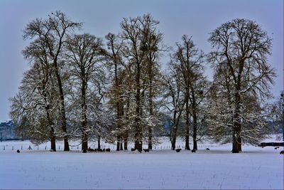 Trees on snow covered landscape