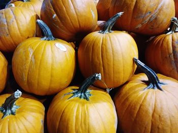 Close-up of pumpkins in autumn