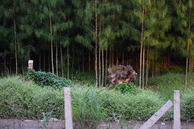 View of a cat against plants