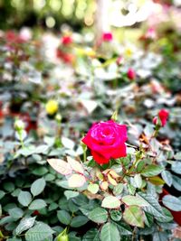 Close-up of red flowers