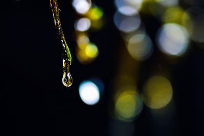 Close-up of raindrops on plant