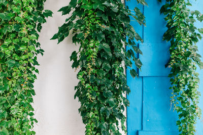 Ivy growing on tree against blue sky