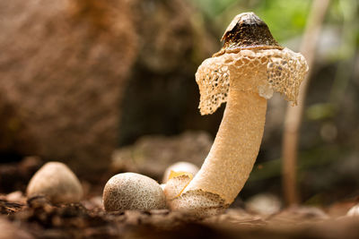 Close-up of mushroom growing on field