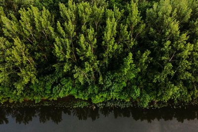 Scenic view of lake in forest