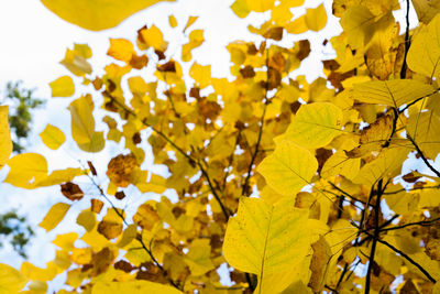 Low angle view of yellow flowering plant during autumn