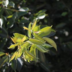 Close-up of plant