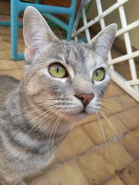 Close-up portrait of a cat