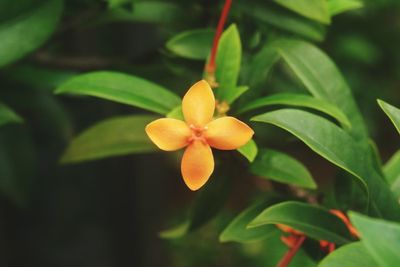 Close-up of yellow flowering plant