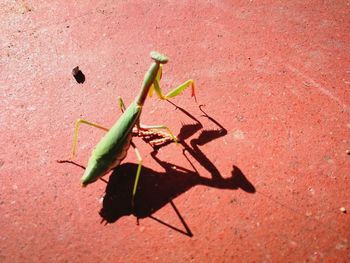 Close-up of insect on leaf