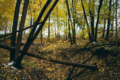 Trees in forest during autumn