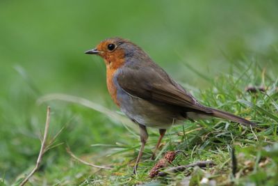 Close-up of bird on grss