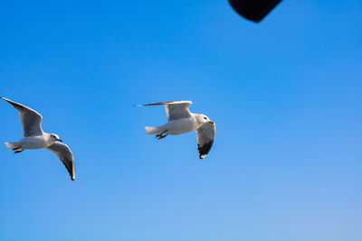 Low angle view of seagulls flying in sky